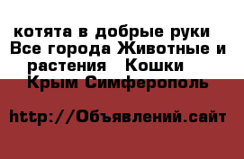 котята в добрые руки - Все города Животные и растения » Кошки   . Крым,Симферополь